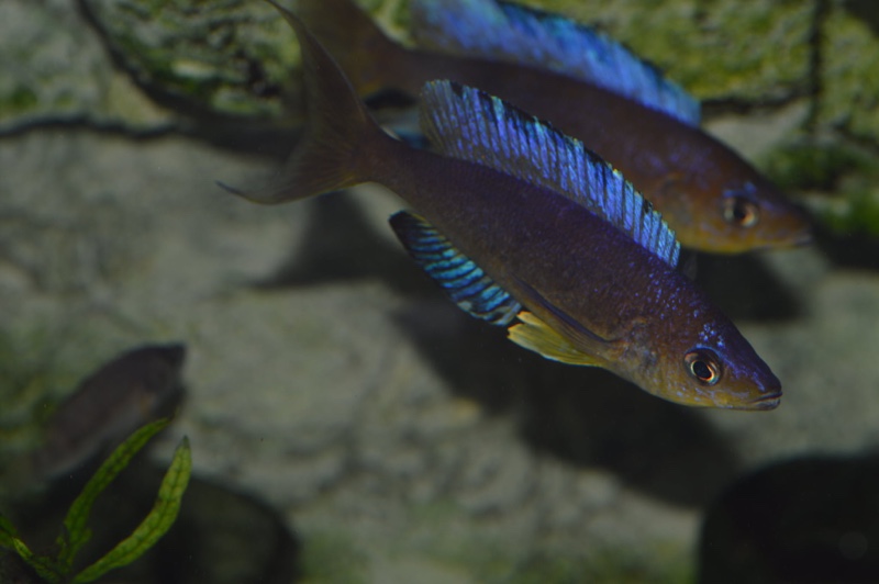 Cyprichromis microlepidotus 'Mabilibili Bay'